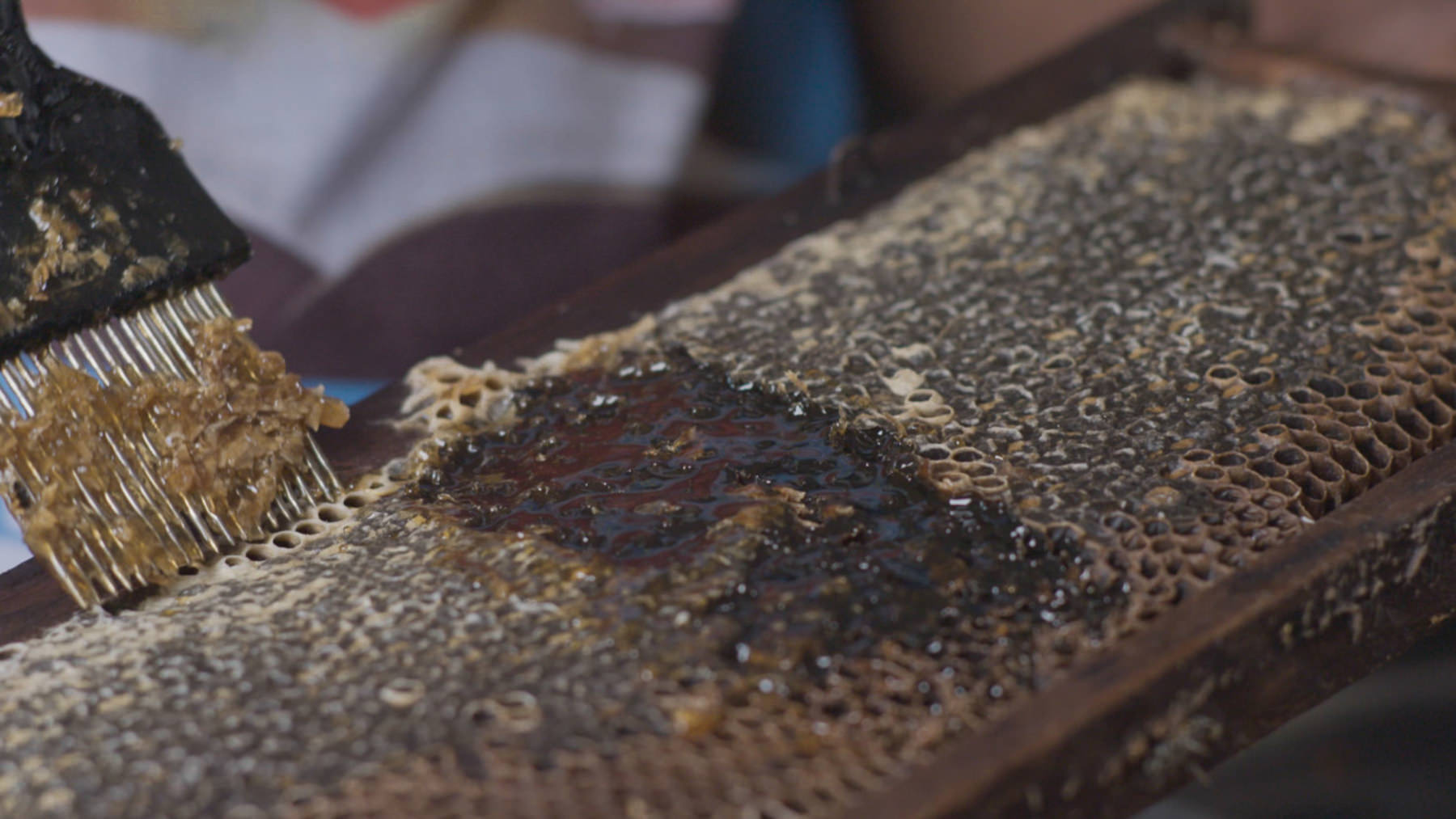 Beekeeping in Brazil