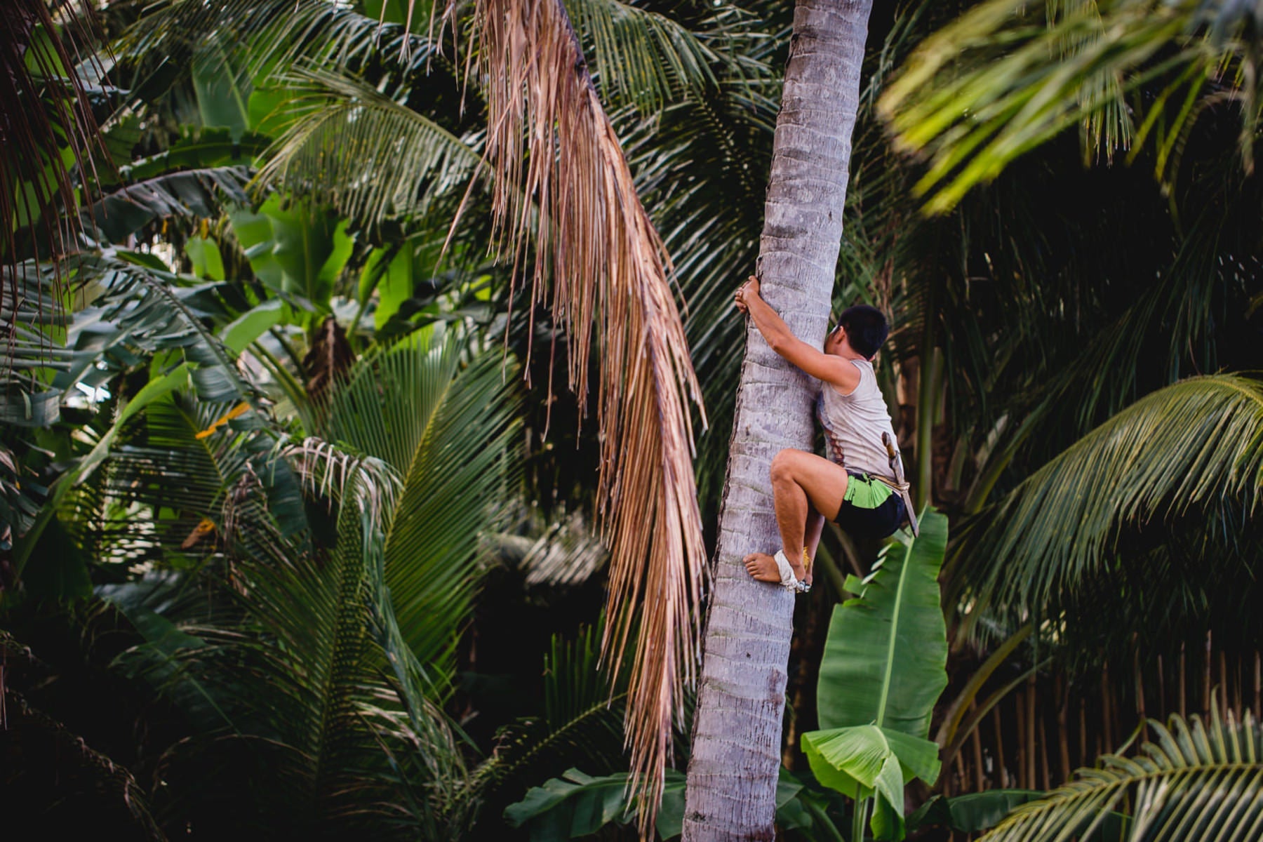 Oil's well that ends well: sourcing coconut oil