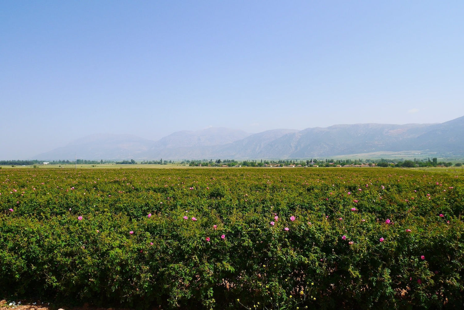 The fragrant elegance of the Damask rose