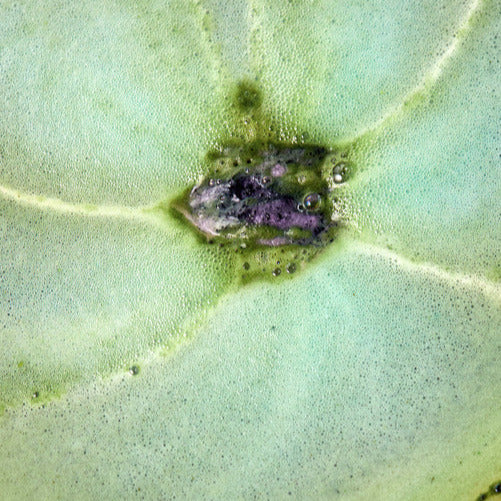 Blueberry matcha Oat Latte